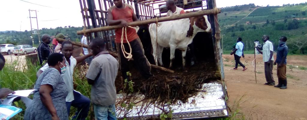 Giving out cows to the beneficiaries under Operation Wealth Creation